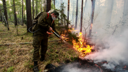 Более десятка очагов: площадь лесного пожара в Иркутской области достигла тысячи гектаров