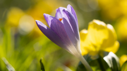 Красивые и ядовитые: почему летние букеты могут стоить здоровья и денег