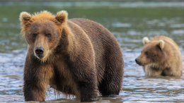 Косолапая банда: медведи пытались угнать лодку на Камчатке