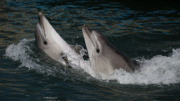 Вернулись в родную гавань: в Финском заливе заметили дельфинов