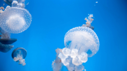 Страшный отдых: на пляжах Туниса появились ядовитые медузы