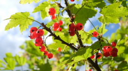 Обрезать ветки или не обрезать? Как ухаживать за смородиной после сбора ягод