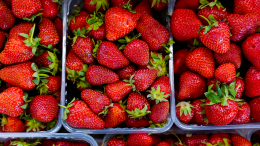 Поможет сохранить урожай: как ухаживать за клубникой после сбора ягод