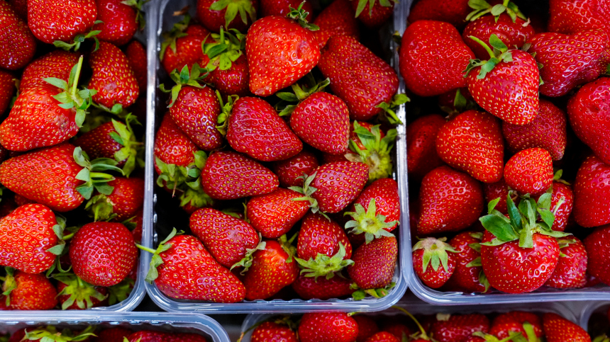 Как ухаживать за клубникой после сбора ягод: советы опытного садовода