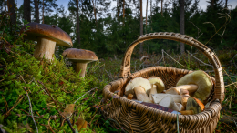 Когда начнется супергрибной сезон — прогноз миколога