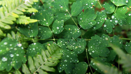 В осадках по всему миру обнаружена трифторуксусная кислота