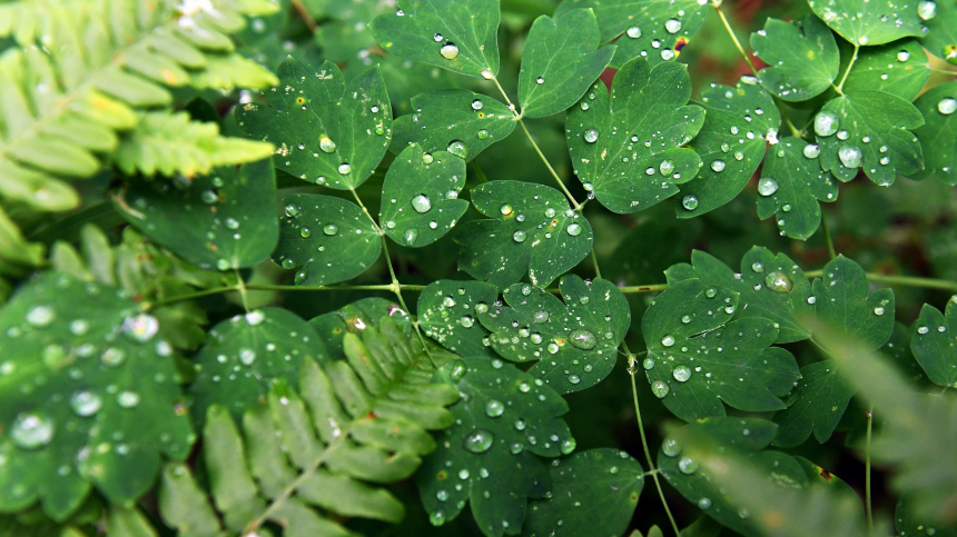 Уровень трифторуксусновой кислоты в воде и растениях по всему миру увеличчился