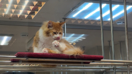 Из зоны СВО — в театр: три спасенных кота пополнили труппу Куклачева