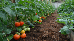 Вплоть до мышиной лихорадки: почему овощи нельзя есть прямо с грядки