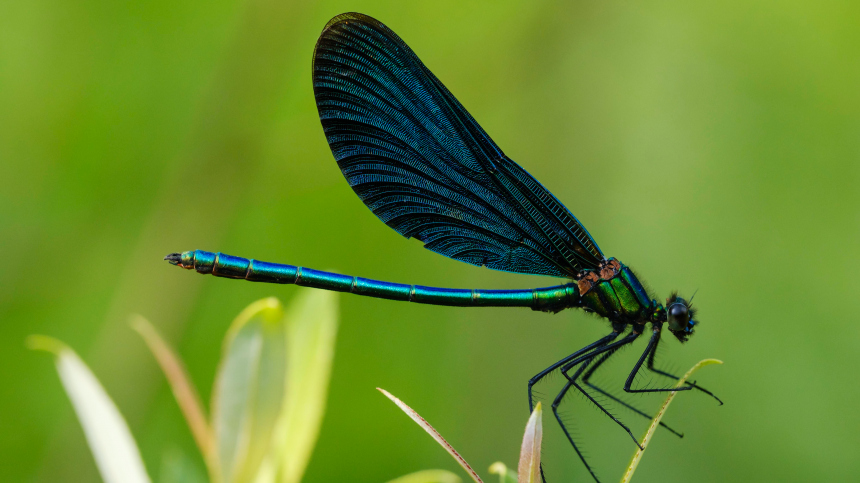 Бабка бронзовая и красотка-девушка: какие виды стрекоз можно встретить в Москве