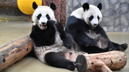 В Московском зоопарке пройдет фестиваль «Неделя панд»