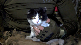 Из окопов — на сцену: как коты из зоны СВО становятся звездами театра Куклачева