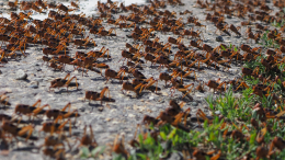 Кадры как из фильма ужасов: саранча захватила юг России