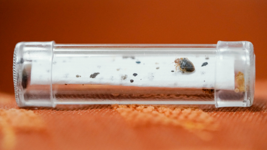 Неприятные гости: как появляются постельные клопы в вашем доме