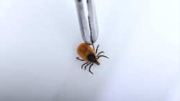 Россиян предупредили о всплеске риккетсиоза из-за клещей