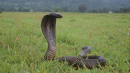 Годовалый ребенок разгрыз надвое 70-сантиметровую кобру в Индии