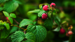 Готовьте сани сразу: как ухаживать за малиной после сбора урожая