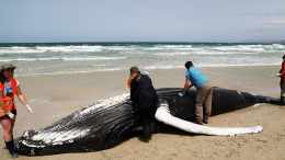 Несколько китов выбросило на берег в Японии из-за цунами