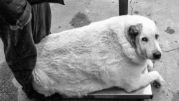 Умер самый толстый пес страны