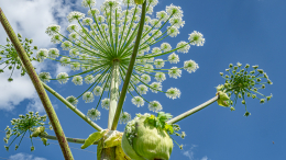 Путин подписал закон о борьбе с борщевиком