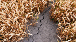 Засушливый август ожидается в нескольких регионах России