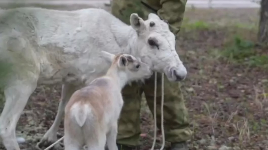 Подаренный Путину северный олененок вырос, окреп и чувствует себя отлично