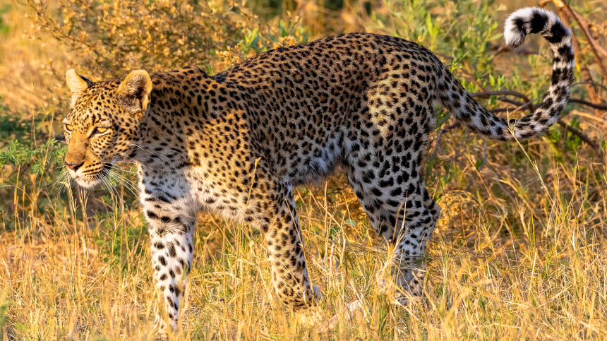 В иерусалимском зоопарке леопард перекусил горло сотрудника