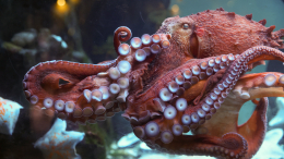 «Вцепился и не отпускал»: осьминог напал на ребенка в океанариуме в Техасе