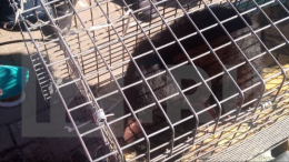 Застрял на Фонтанке: кота Маркиза достали из щели между гранитными плитами