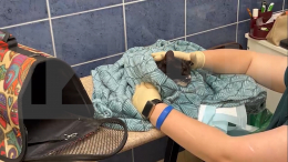 «Истощен»: спасенному с набережной Фонтанки коту оказывают помощь в ветклинике