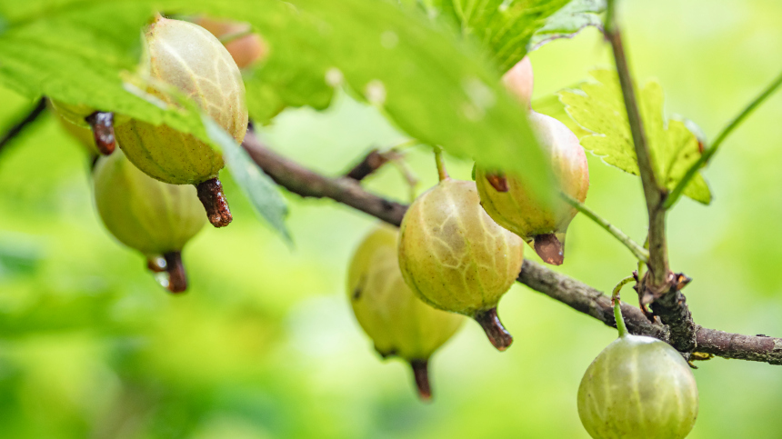 День Марии Ягодницы: что можно и что нельзя делать 4 августа