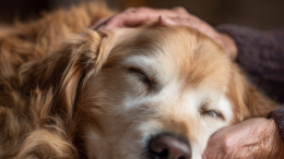 Кладбище домашних животных: как похоронить питомца и не получить штраф