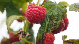 «Невозможно перекормить»: что делать, если листья малины пожелтели