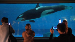 Сергей Собянин: «Москвариум» на ВДНХ празднует 10-летний юбилей