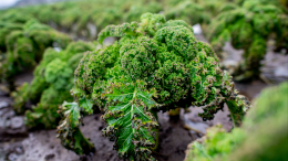 Грозит неурожай: почему в Псковской и Новгородской областях гибнут посевы