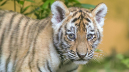 Домашний зоопарк: у жителя Кизляра на участке нашли льва и тигренка