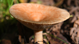 Царский гриб: где искать рыжики, чем полезны и кому могут навредить