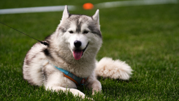 Животные из приюта смогут найти себе хозяев на фестивале «Моспитомец»