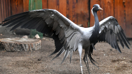 Москвичи выберут имена для птенцов журавля-красавки из Московского зоопарка