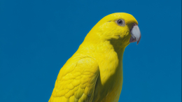 Говорящий попугай помог британским полицейским выйти на наркоторговцев