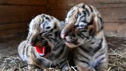 В зоопарке Лейпцига усыпили трех детенышей амурского тигра