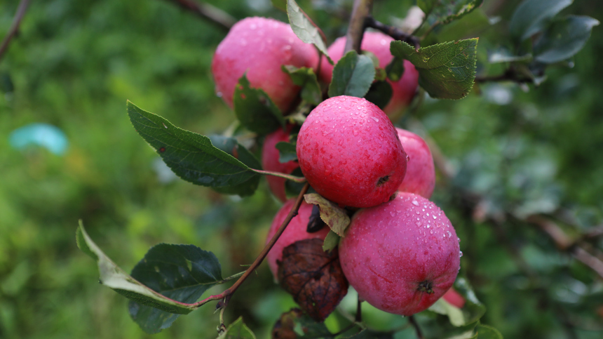 причины гниения яблок и способы борьбы