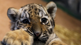 Равнодушие и жестокость: в Лейпциге усыпили краснокнижных тигрят