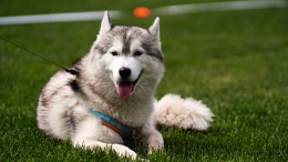 Выставка животных из приютов пройдет в Москве в рамках фестиваля «Моспитомец»