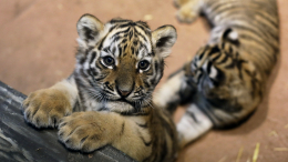 Редких тигрят — усыпили, зебру — скормили львам: кошмары лейпцигского зоопарка