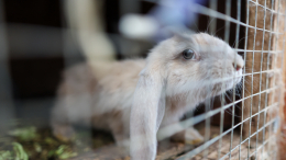 Зараженные вирусом: изуродованных кроликов с щупальцами заметили в США