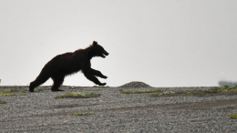Медведи заглянули с «инспекцией» на рыбзавод на Камчатке