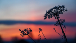 Все средства хороши: к борьбе с борщевиком в Петербурге привлекли нейросети