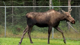 Захарова с иронией сравнила лося у саммита на Аляске с Зеленским