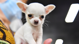 Летний фестиваль «Моспитомец» проходит на Тверском бульваре